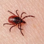 Кліщі: небезпека для людини та як захиститись